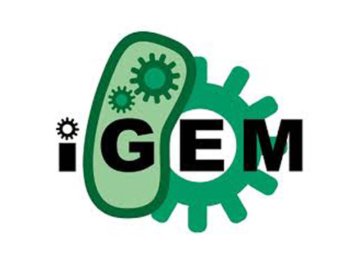 Students in the iGEM club