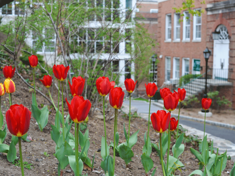 Campus Flowers