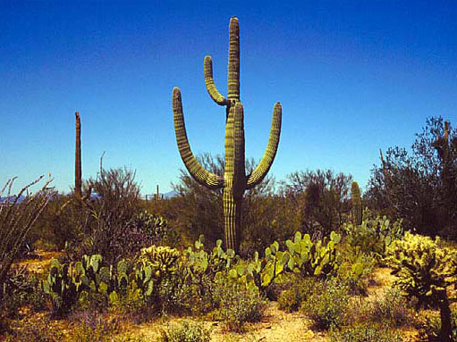 saguro cactus