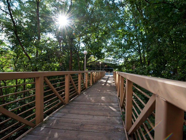 Bridge into woods