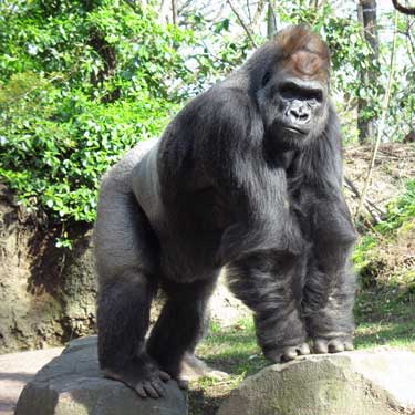 Gorilla at the Bronx Zoo
