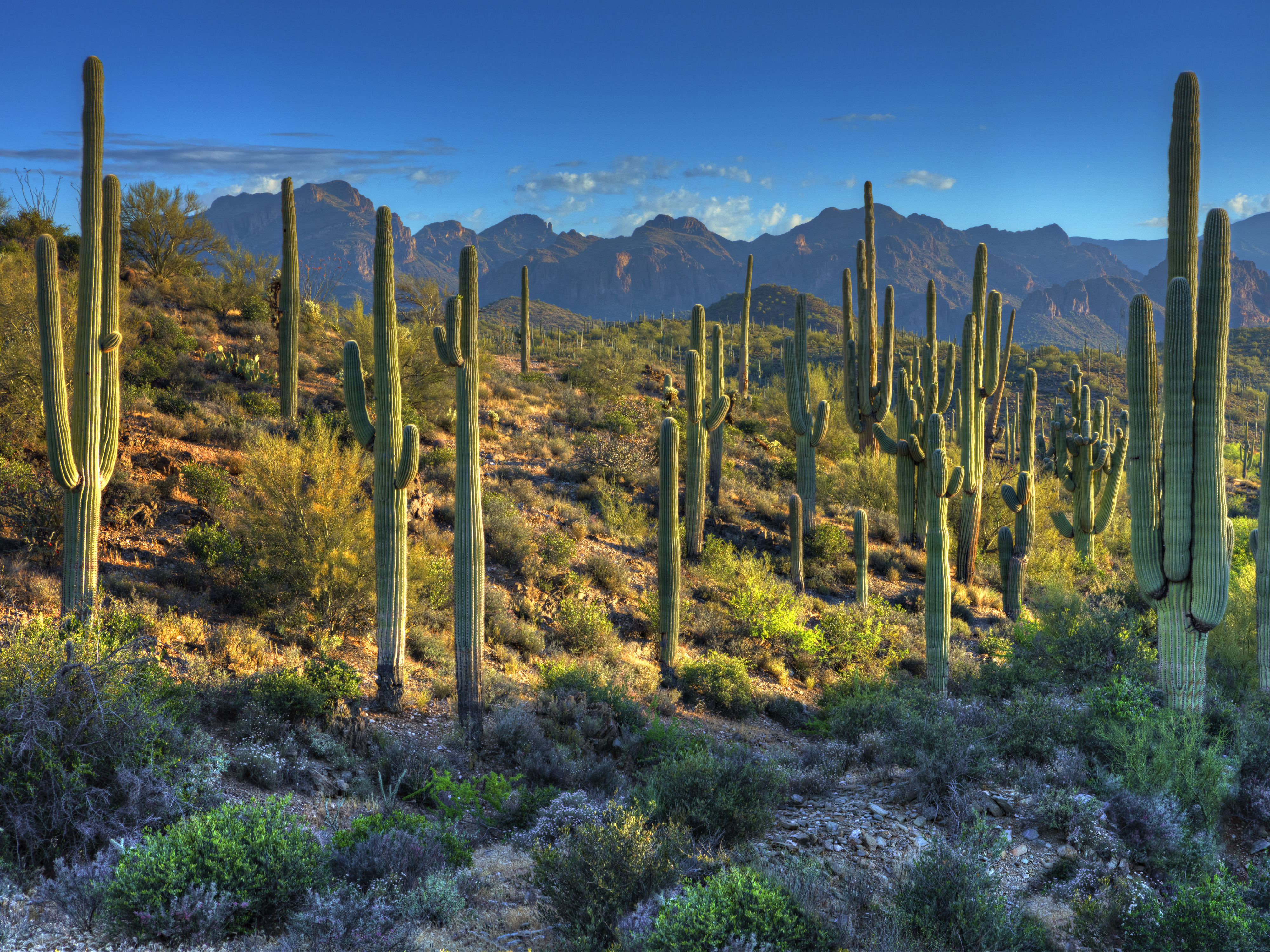 saguaros