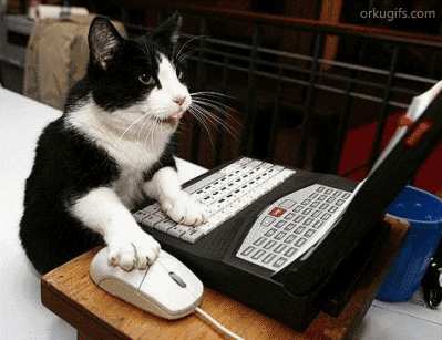 video of black and white cat typing on computer keyboard