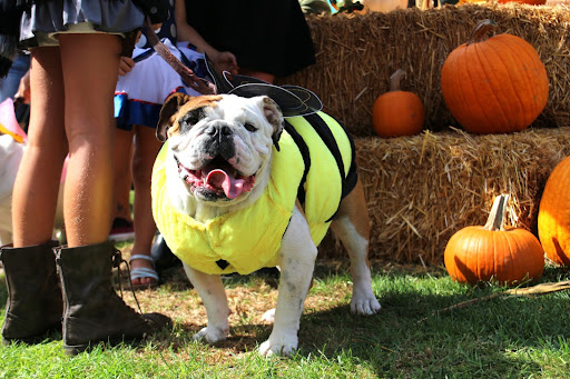 Small dog dressed as a bee surrounded by pumpkins