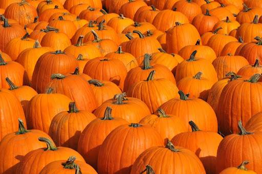 close up of many pumpkins in a field